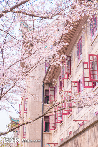 武汉大学樱花